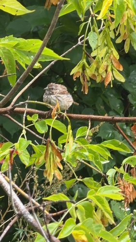 Song Sparrow