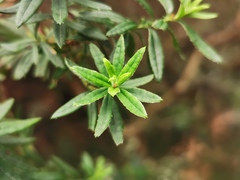 Hubertia