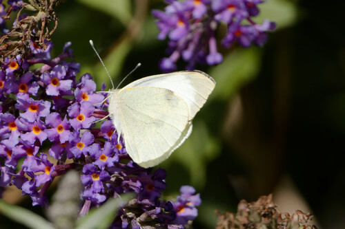 Large White, Tuitjenhorn, Netherlands, photo 6 of 10