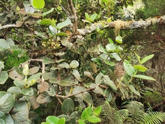 Monimia rotundifolia