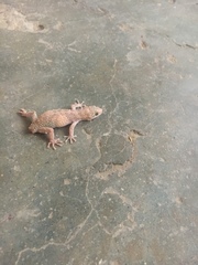 Phyllodactylus bordai