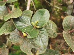 Monimia rotundifolia