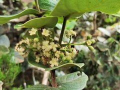 Monimia rotundifolia