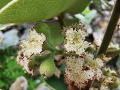 Monimia rotundifolia