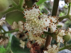 Monimia rotundifolia