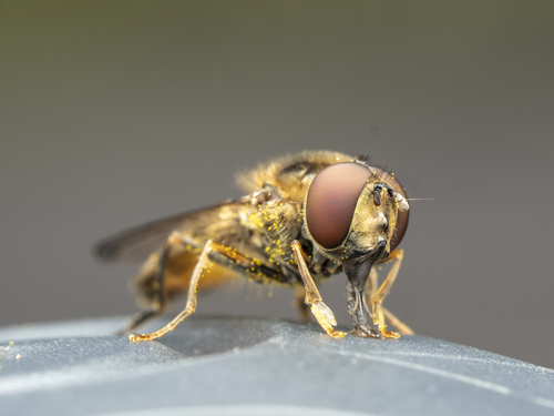 Dull-backed Sedgesitter