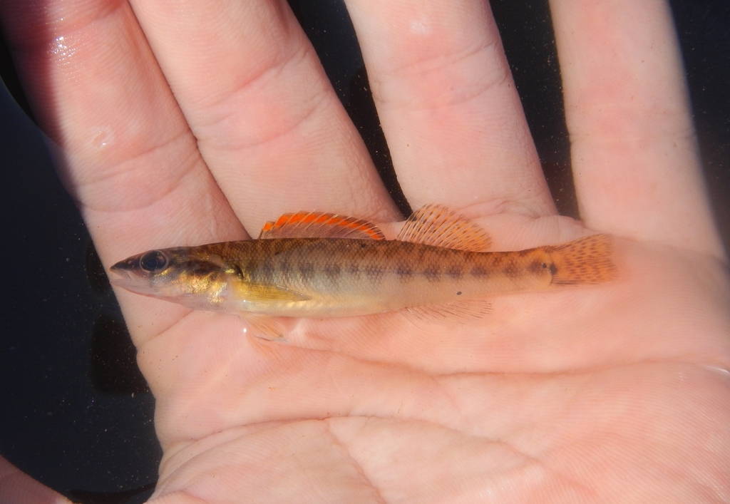 Slenderhead darter (Percina phoxocephala) — Percidae