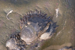 Magallana angulata