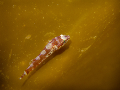 Apletodon dentatus