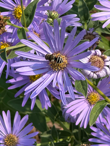 Unknown species found near SW Genesee St, Seattle, WA, US