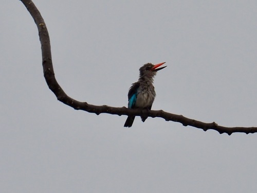 Woodland Kingfisher