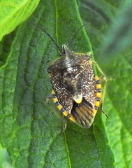 Agonoscelis versicoloratus