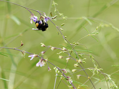 Pediomelum linearifolium