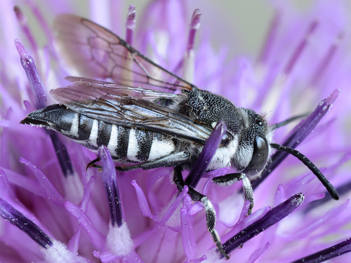 Large Sharp-tail Bee