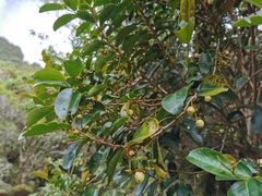 Aphloia theiformis