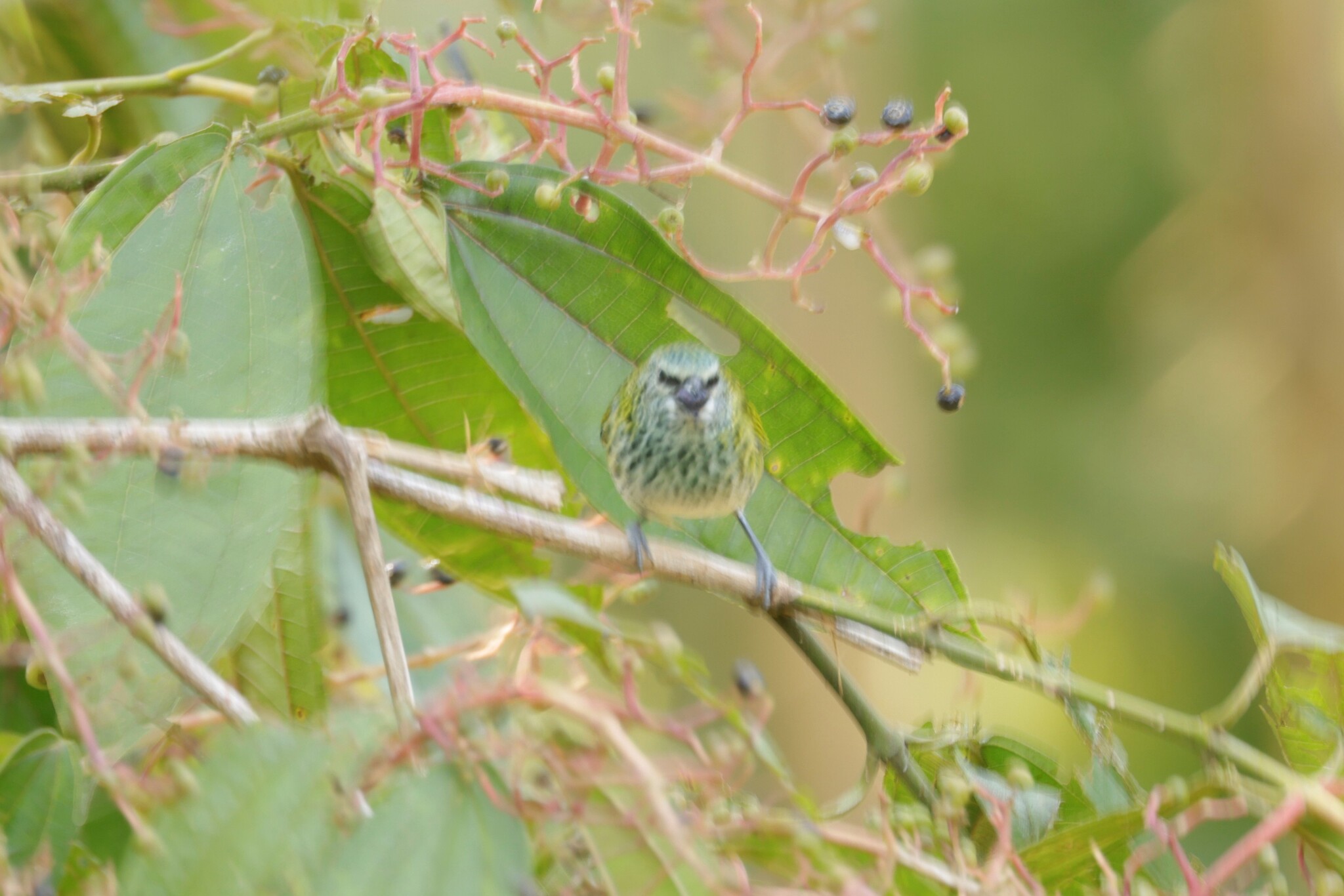 Spotted Tanager (Ixothraupis punctata), photo 6