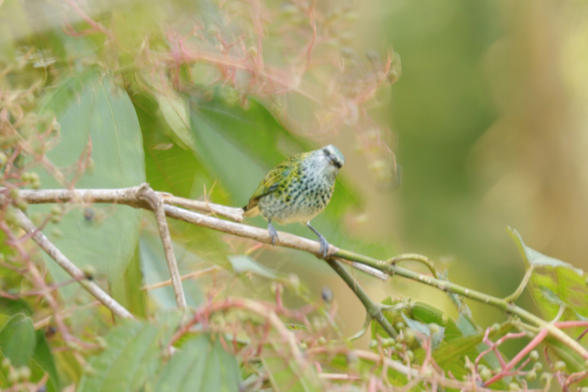 Spotted Tanager (Ixothraupis punctata), photo 7