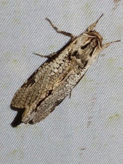 Trismelasmos papuana