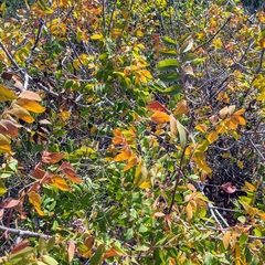 Pistacia terebinthus palaestina