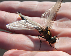 Somatochlora