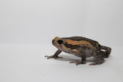 Asian Painted Frog