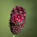 Sanguisorba officinalis - Photo (c) Vladimir Bryukhov, μερικά δικαιώματα διατηρούνται (CC BY-NC), uploaded by Vladimir Bryukhov