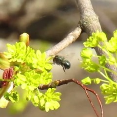 Osmia lignaria lignaria