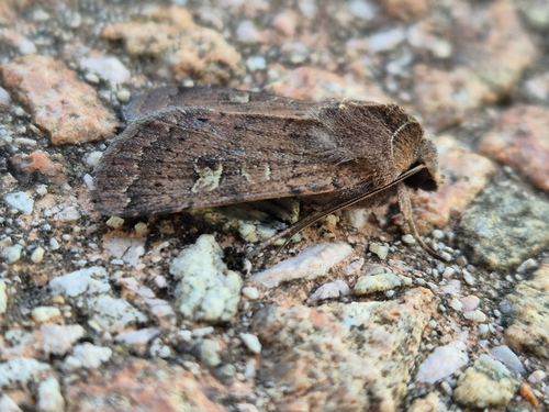 Photo of Square-spot Rustic (Xestia xanthographa)