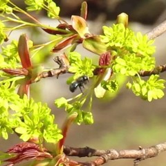 Osmia lignaria lignaria