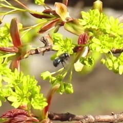 Osmia lignaria lignaria