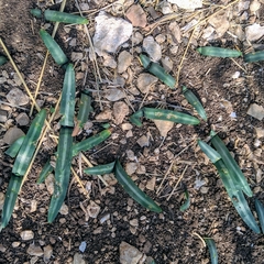 Vagaria parviflora