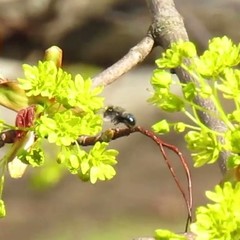 Osmia lignaria lignaria