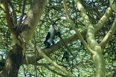 Colobus guereza