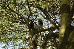 Colobus guereza