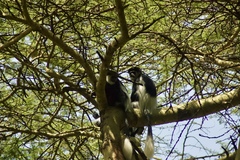 Colobus guereza