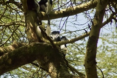 Colobus guereza