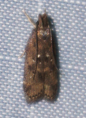 Helcystogramma melantherella