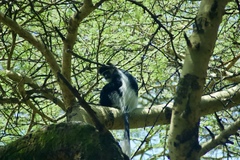 Colobus guereza