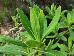 Psiadia anchusifolia image