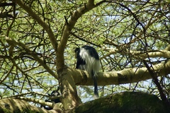 Colobus guereza