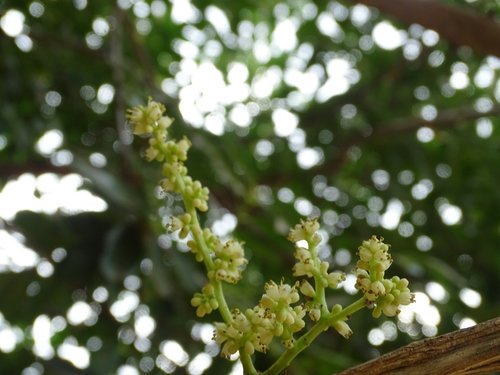 Zanthoxylum zanthoxyloides image