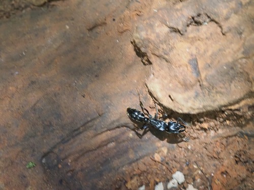 African stink ant