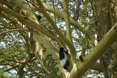 Colobus guereza