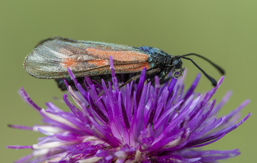 Zygaena osterodensis