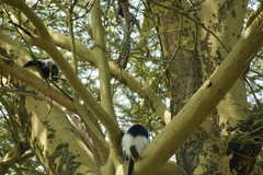 Colobus guereza