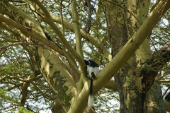 Colobus guereza