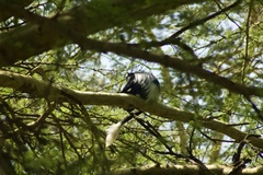 Colobus guereza