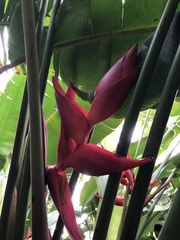 Heliconia bihai