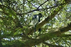 Colobus guereza