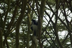 Colobus guereza